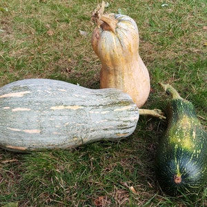 Rare Chinese Pumpkin Seeds 中国南瓜 | 10 Seeds | Sweet & Tender | Heirloom, Non-GMO, Organic | Family Farm