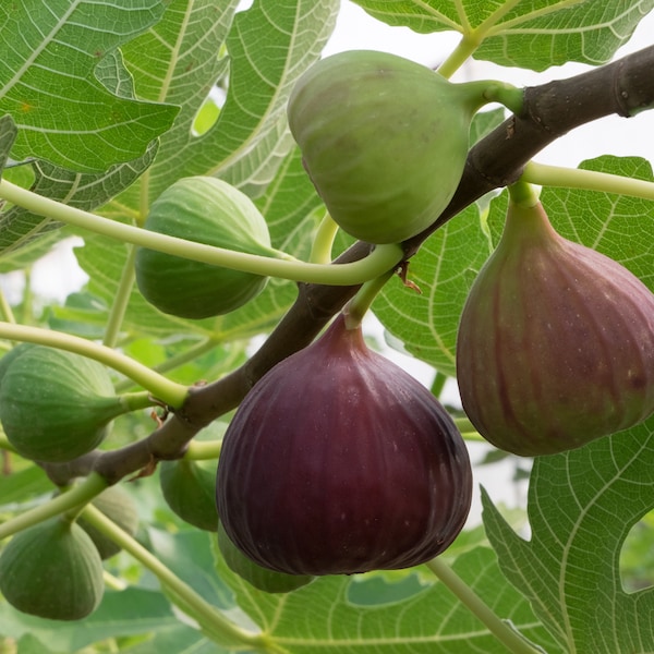 Hardy Chicago Fig Plant | Well Rooted, 1-Year-Old, 3-5 Inch | Sweet & Tasty | Non-GMO, Organic | Family Farm