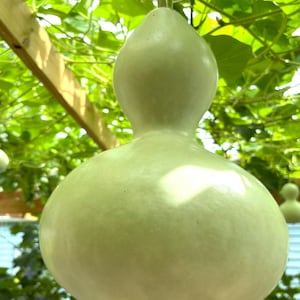 May include: A close-up of a large, pale green gourd hanging from a wooden trellis, with other gourds visible in the background. The gourd has a bulbous bottom and a slender neck. The scene is set outdoors with green foliage.