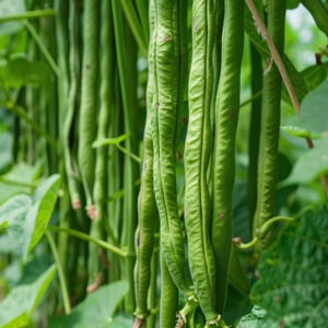 Chinese Long Bean Seeds | Asparagus Beans 长豆角 | 10 Seeds | Healthy, Tasty & Nutritious | Heirloom, Non-GMO, Organic | Family Farm