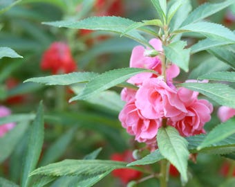 Balsam Multicolor Flower Seeds 指甲草: Self-Seeding & Easy Grow – 30 Organic Heirloom Seeds