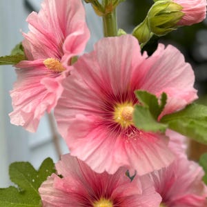 May include: Close-up of pink hollyhock flowers in bloom. The flowers have a delicate, ruffled appearance and are surrounded by green leaves.