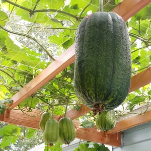 Rare Apple Luffa Gourd Seeds 苹果丝瓜 | 10 Seeds | Taiwan Apple Loofah | Heirloom, Non-GMO, Organic | Family Farm