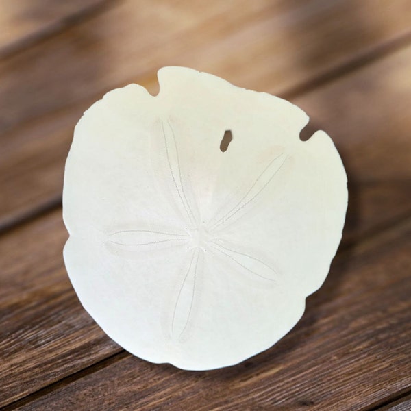 Giant Sand Dollar in size,a coastal marvel for beach-inspired decor and collectors. Nature's masterpiece in the palm of your hand