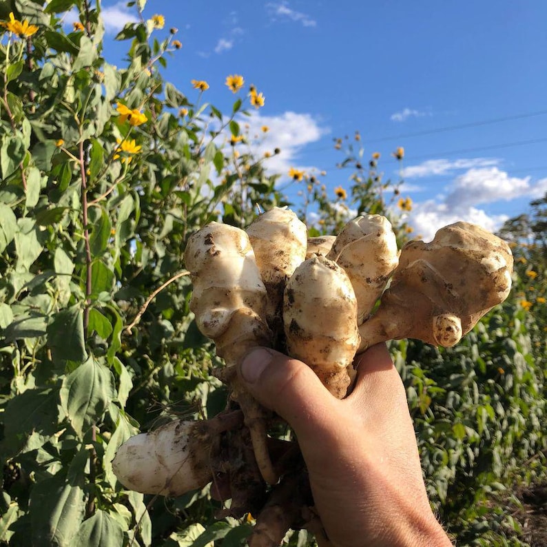 Snchoke 3 Lbs Jerusalem Artichokes - Sunchokes - Earth Apple- LIVE Tubers - for ...