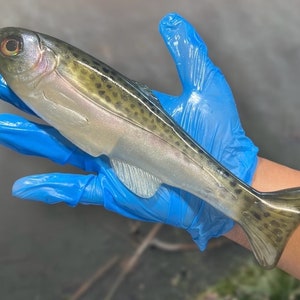 Roma Trout - 7.5