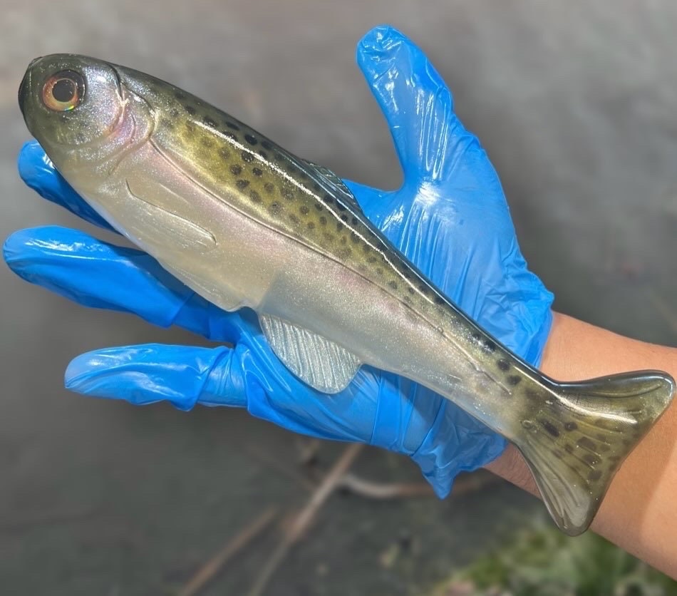 Roma Trout - 7.5