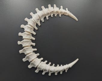 Gothic Spine Moon Wall Art, Skeletal Crescent Hanging, Dark Academia Oddities Home Decor, Macabre Anatomical Bone Sculpture, Halloween Gift