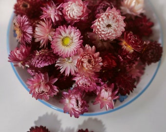 May include: A white and blue rimmed bowl filled with dried flowers in shades of pink, red, and burgundy. Several loose flowers are scattered below the bowl. The flowers have a daisy-like appearance with yellow centers.