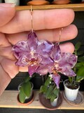Real Orchid Flower Earrings, Handcrafted Resin Jewelry, Delicate Gift for Her