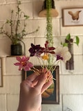 Real Orchid Hairpin – Handmade Botanical Hair Accessory product logo