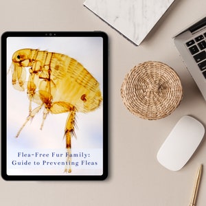 May include: A digital tablet displays a detailed, close-up image of a flea, with a light background. The tablet's screen features the text "Flea-Free Fur Family: Guide to Preventing Fleas." Other items include a laptop, mouse, pen, and a woven basket.