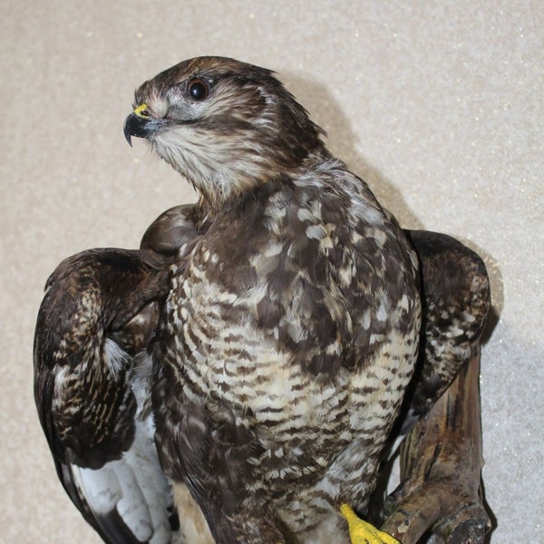 05 Buse augure commune (Buteo Buteo) Support d'oiseau de taxidermie