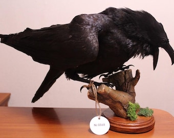 Puede incluir: Un cuervo disecado con plumas negras posado sobre una base de madera. El cuervo tiene un pico grande y está montado sobre un trozo de madera con un pequeño parche de musgo verde. Una etiqueta con el número "No 0568" cuelga de la base.