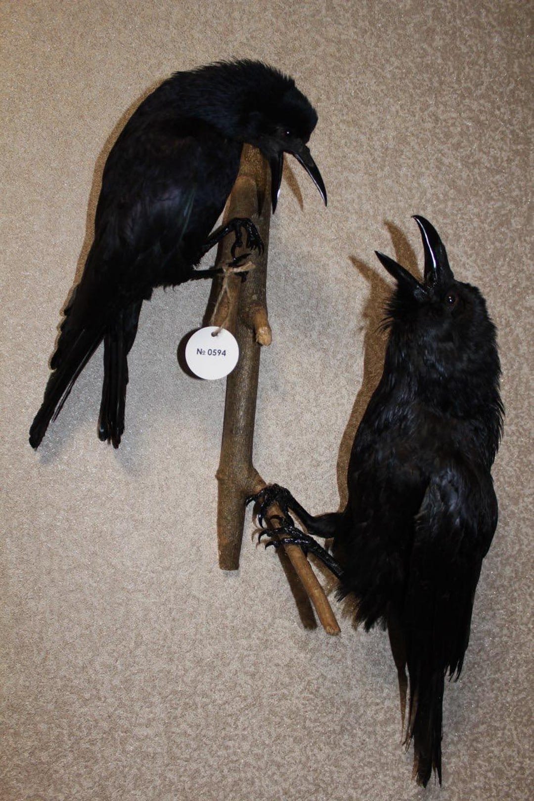 Real Rook 0595 Taxidermy Raven & Rook – Real Birds Wall Mount – Gothic Decor ...