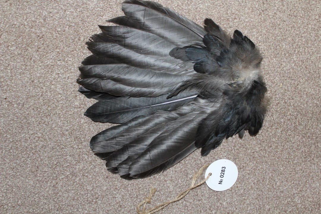 0283 Taxidermy Raven Beautiful Tail Crow (corvus) - Etsy Australia