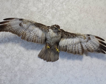 0092 Gemeiner Augur Raufußbussard Moosiger Mäusebussard, oder Winterbussard (lat. Buteo lagopus) Ausgestellter Vogel