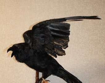 0200 Taxidermie Opgezette Vogel Zwarte Kraai (Corvus Corone) Euraziatische Raaf Gothic