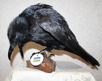 0197 Taxidermie Opgezette Vogel Zwarte Kraai (Corvus Corone) Euraziatische Raaf Gothic