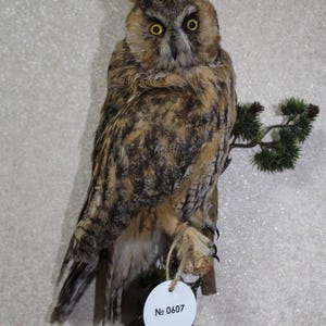 0607 Long Eared Owl Taxidermy Wall Mount | Asio Otus Real Owl | Gothic Oddities Decor | Curiosity Cabinet | Dark Academia Wall Decor