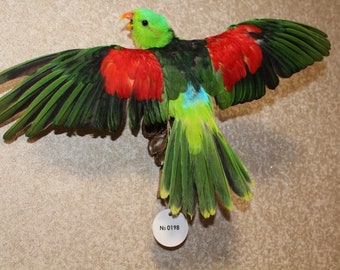 0198 Hybride Rosella Parkiet Grote papegaai Groene Vogel Echte taxidermie