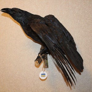 May include: A mounted raven, entirely black, perched on a small branch. The bird has detailed feathering and a prominent beak. A small tag with text hangs from the branch. The raven is displayed against a neutral-toned background.