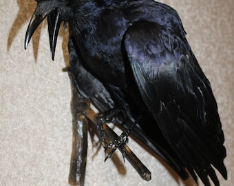 0122 Präparierter Stoffvogel ROOK (Krähe, Corvus) Wandhalterung