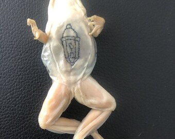 Streetlight Tattooed Frog Wet Specimen