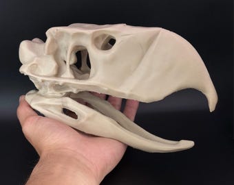 Terror Bird Skull Replica – Phorusrhacos Skull Model – Prehistoric Bird Decor – Paleontology Gift – Science Classroom Display