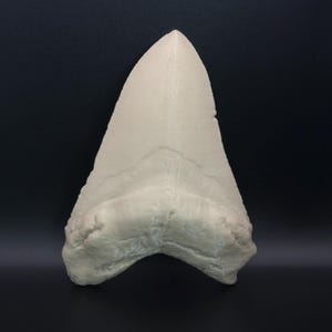 May include: A large, off-white shark tooth. The triangular tooth has a textured surface, a pointed tip, and a wide base. Visible ridges and details are present. The background is a solid, dark colour.