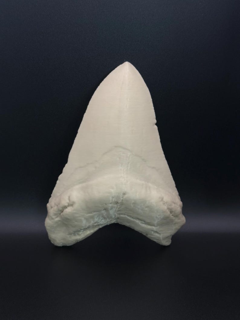 May include: A large, off-white shark tooth. The triangular tooth has a textured surface, a pointed tip, and a wide base. Visible ridges and details are present. The background is a solid, dark colour.