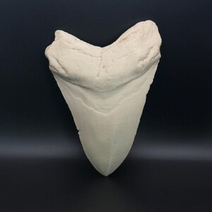 May include: A large, off-white fossilised shark tooth. The tooth is triangular with a rounded root and a serrated edge. The surface has a textured appearance, and the colour is a creamy white.