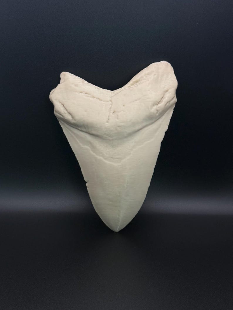 May include: A large, off-white fossilised shark tooth. The tooth is triangular with a rounded root and a serrated edge. The surface has a textured appearance, and the colour is a creamy white.
