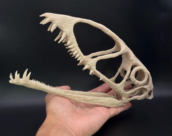 Dimorphodon Skull Replica – Pterosaur Skull Model – Prehistoric Home Decor – Paleontology Gift – Science Classroom Display