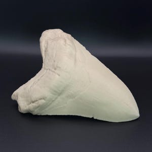 May include: A large, off-white shark tooth with a textured surface. The tooth is triangular with a curved root and a sharp, serrated edge. The object is set against a dark background.