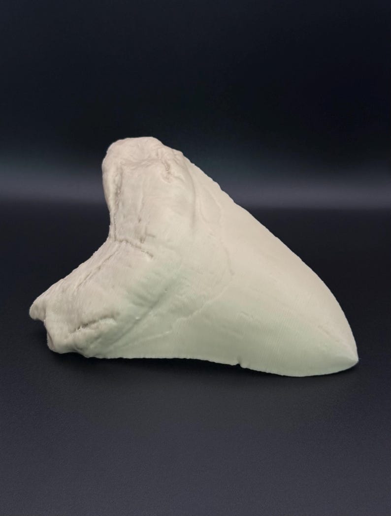 May include: A large, off-white shark tooth with a textured surface. The tooth is triangular with a curved root and a sharp, serrated edge. The object is set against a dark background.