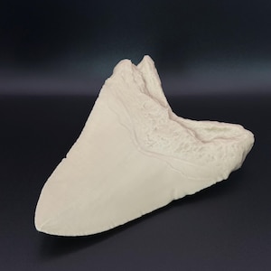 May include: A large, off-white fossilised shark tooth. The tooth has a triangular shape with a smooth, slightly curved surface and a textured root. The background is a dark, solid colour.