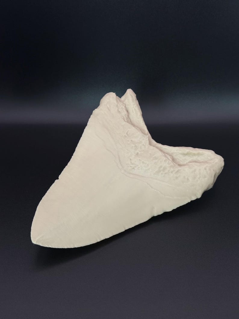 May include: A large, off-white fossilised shark tooth. The tooth has a triangular shape with a smooth, slightly curved surface and a textured root. The background is a dark, solid colour.