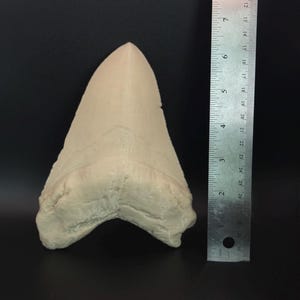 May include: A large, off-white fossilised shark tooth. The tooth is approximately 7.6 cm long and has a triangular shape with a pointed tip and a textured surface. The background is black.