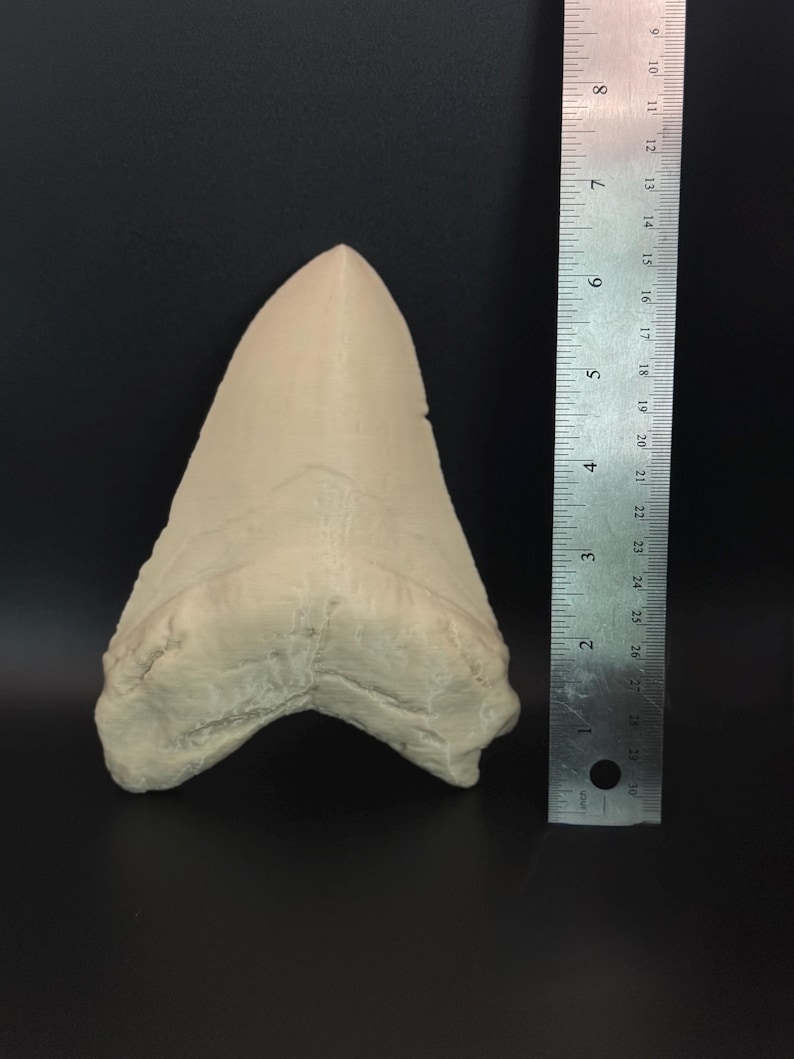 May include: A large, off-white fossilised shark tooth. The tooth is approximately 7.6 cm long and has a triangular shape with a pointed tip and a textured surface. The background is black.