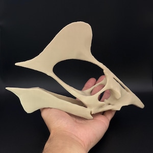 Réplica del cráneo de Tapejara – Fósil de dinosaurio volador – Modelo de pterosaurio – Decoración prehistórica única – Regalo paleontológico