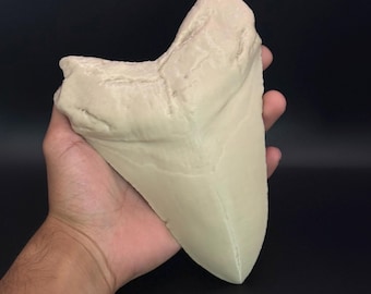 Megalodon Tooth Replica – Large Prehistoric Shark Fossil – Dinosaur Lover Gift – Paleontology Decor – 3D Printed Fossil