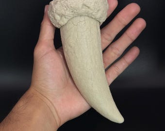 Tyrannosaurus Rex Tooth Replica – T Rex Fossil Gift – Dinosaur Lover Decor – Prehistoric Collectible – Classroom Science Prop