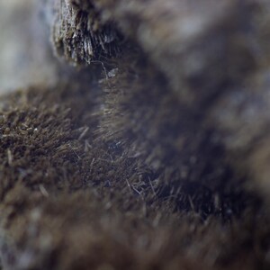 May include: Close-up of a textured, brown, organic material. The surface has a rough, fibrous appearance with visible strands and a slightly blurred background. The overall tone is earthy and natural.