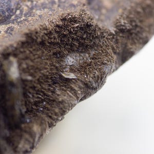 May include: Close-up of a rough, textured rock surface. The rock is primarily dark brown with areas of lighter brown and gray. Small, crystalline structures are visible within the rock's texture, adding a subtle sparkle.