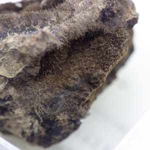 May include: Close-up of a rough, dark gray rock with a textured surface and small, hair-like formations. The rock has a rugged appearance and is set against a bright white background, highlighting its natural details.
