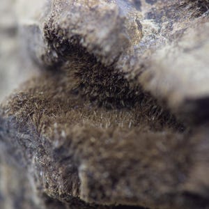 May include: Close-up of a textured, organic form with a rough, uneven surface. The object is primarily shades of brown and gray, with a fuzzy, fibrous texture in some areas. The overall appearance suggests a natural material.