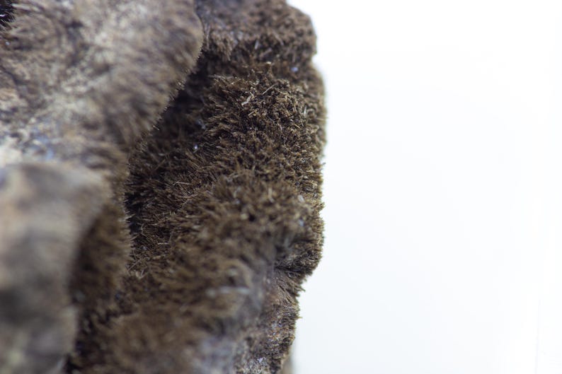 May include: Close-up of a textured, dark brown object with a fuzzy, fibrous appearance. The object has a rough, uneven surface and appears to be organic in nature. The background is plain white, providing contrast to the object's texture.