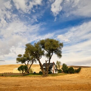 May include: A white house with a dark roof and a red chimney sits in the middle of a vast, golden wheat field. Large, leafy green trees surround the house, and a yellow outbuilding stands nearby under a bright blue sky with wispy white clouds.