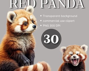 Red Panda Watercolor Clipart: 30 PNG Illustrations (Digital Download)